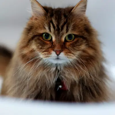 Buy Siberian cats in India