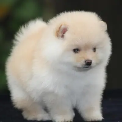 Buy Toy Pom puppies in India