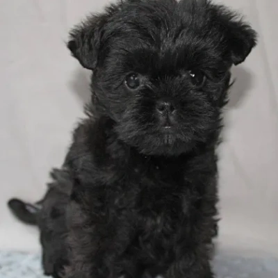 Affenpinscher puppies for sale in Udaipur