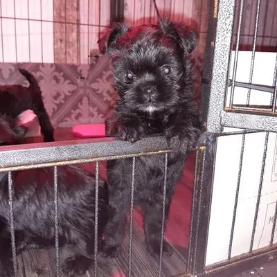 Affenpinscher puppies for sale in Udaipur