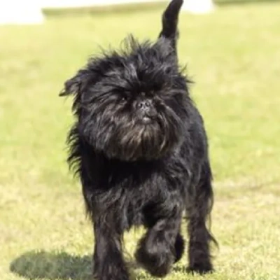 Affenpinscher puppies for sale in Udaipur