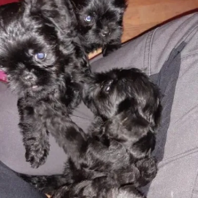 Affenpinscher puppies for sale in Bikaner