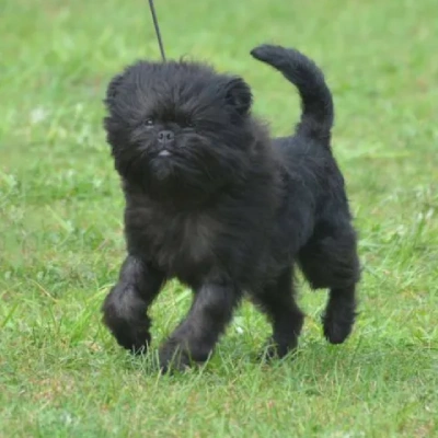 Affenpinscher puppies for sale in Udaipur