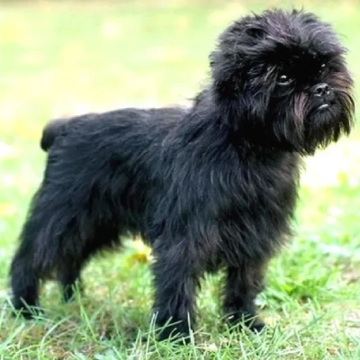 Affenpinscher puppies for sale in Bikaner