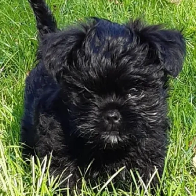 Affenpinscher puppies for sale in Vijayawada