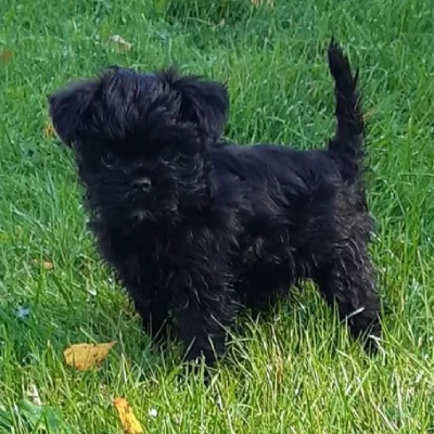 Affenpinscher puppies for sale in Udaipur