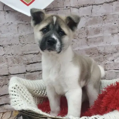 Akita puppies for sale in Vijayawada