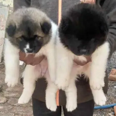 Akita puppies for sale in Bikaner