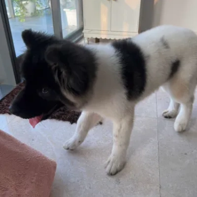 Akita puppies for sale in Bikaner