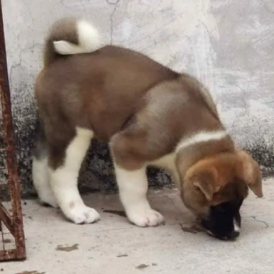 Akita puppies for sale in Bikaner