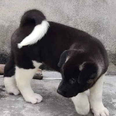 Akita puppies for sale in Udaipur