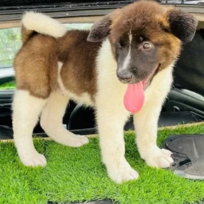 Akita puppies for sale in Bikaner