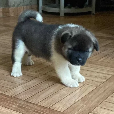 Akita puppies for sale in Vijayawada