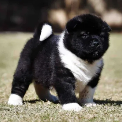 Akita puppies for sale in Bikaner