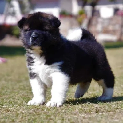 Akita puppies for sale in Bikaner