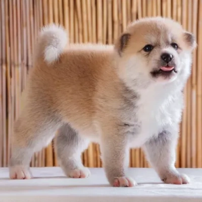 Akita puppies for sale in Vijayawada