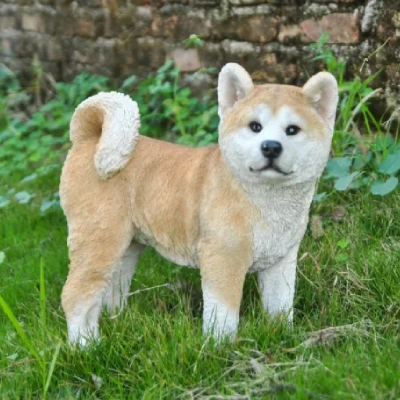 Akita puppies for sale in Bikaner