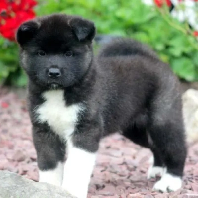 Akita puppies for sale in Vijayawada