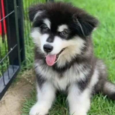 Alaskan Malamute puppies for sale in Udaipur