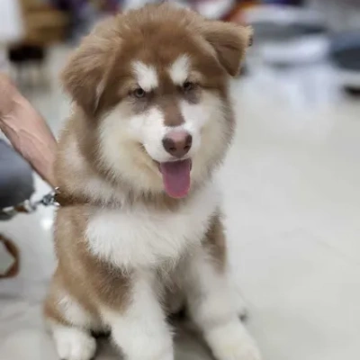 Alaskan Malamute puppies for sale in Bikaner