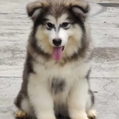 Alaskan Malamute puppies for sale in Udaipur