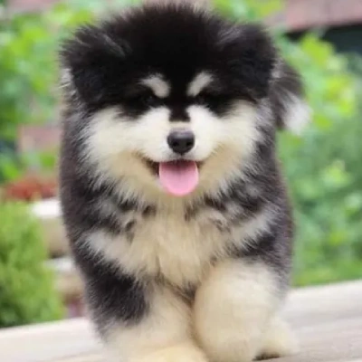 Alaskan Malamute puppies for sale in Jodhpur