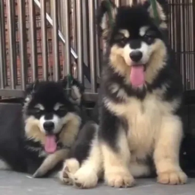 Alaskan Malamute puppies for sale in Bikaner