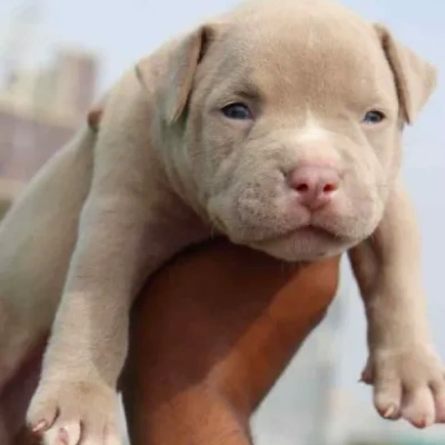 American Bully puppies for sale in Bikaner