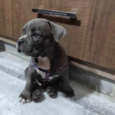 American Bully puppies for sale in Vijayawada