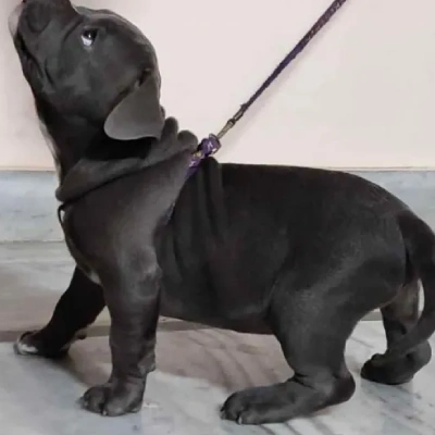 American Bully puppies for sale in Vijayawada