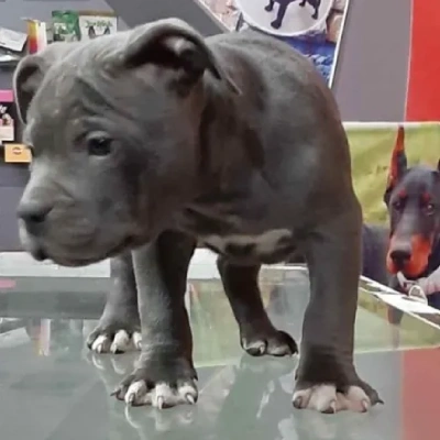 American Bully puppies for sale in Ajmer