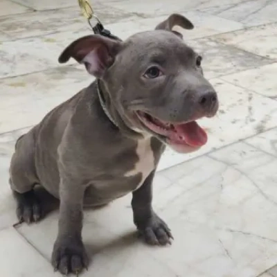 American Bully puppies for sale in Ajmer