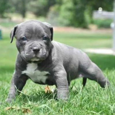 American Bully puppies for sale in Vijayawada