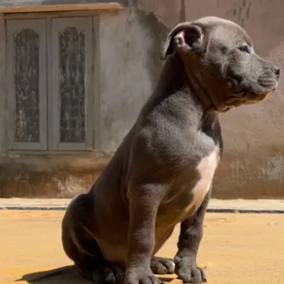 American Bully puppies for sale in Ajmer