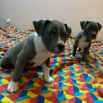 American Bully puppies for sale in Ajmer