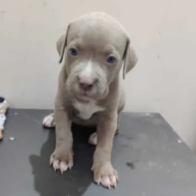 American Bully puppies for sale in Vijayawada