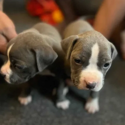 American Bully puppies for sale in Bikaner