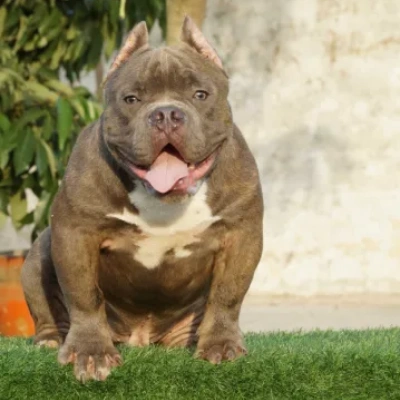 American Bully puppies for sale in Bikaner