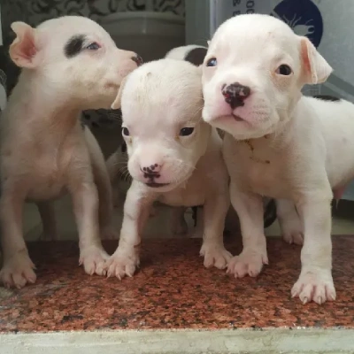 American Bully puppies for sale in Vijayawada