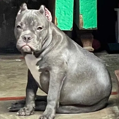 American Bully puppies for sale in Ajmer