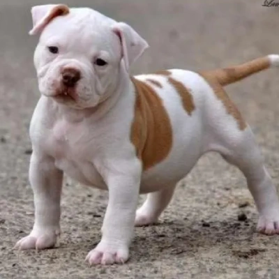 American Bully puppies for sale in Bikaner