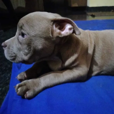 American Bully puppies for sale in Bikaner