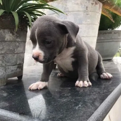 American Bully puppies for sale in Vijayawada