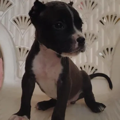 American Bully puppies for sale in Ajmer