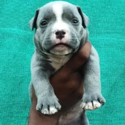 American Bully puppies for sale in Bikaner