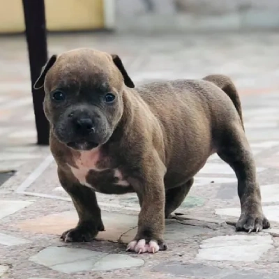 American Bully puppies for sale in Ajmer