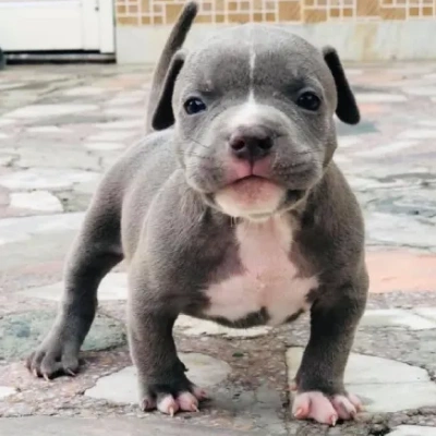 American Bully puppies for sale in Vijayawada