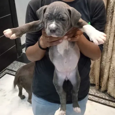 American Bully puppies for sale in Vijayawada