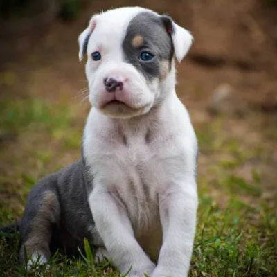 American Bully puppies for sale in Bikaner