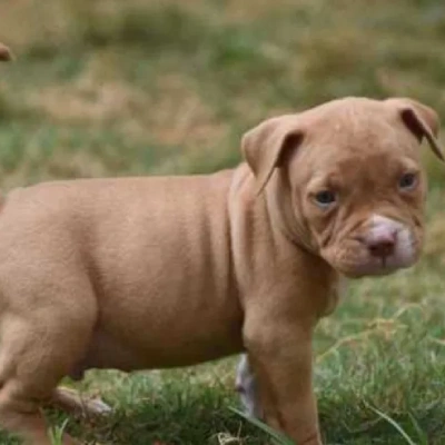 American Bully puppies for sale in Bikaner